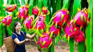 How To Harvest Dragon Fruit Goes To Market Sell | Gardening And Cooking | Lý Tiểu Vân