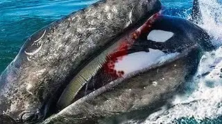 30 Times Sea Animals Messed With The Wrong Opponent !