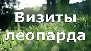 Каждую ночь в деревню приходил леопард, но никого не трогал