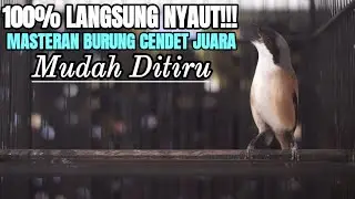 TEMBAKAN SUARA BURUNG CENDET FULL ISIAN MEWAH BIKIN CENDET LAIN LANGSUNG NYAUT