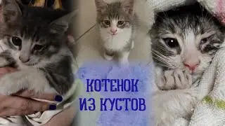 Из мяукающих кустов забрали котенка. Новый малыш.
