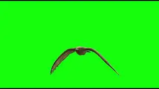 Bird flying green screen video