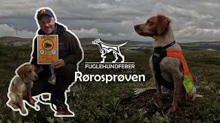 Rørosprøven jaktprøve - Fuglehundfeber Ep9