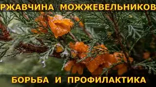 Можно ли спасти можжевельники?