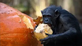 Chimps versus TWO Giant Pumpkins | Burgers Zoo Arnhem