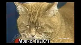 Morris the Cat Interview (September 17, 1987)