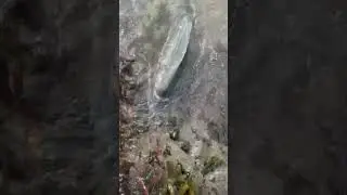 Monster gilthead in weed filled net ! 