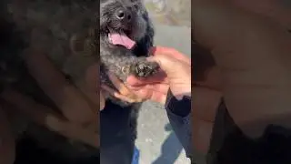 Satisfying Removing Spike Balls From Puppy’s Paws #shorts #animals