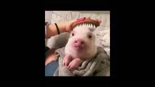 OMG this pig is so cute🐷#pig #pet #cutepets