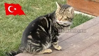 Кошки и собаки, любовь человека к животным в Стамбуле, Турции