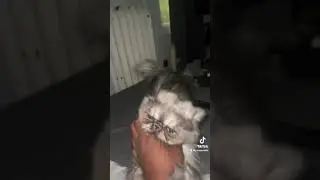 I won😊 #cat #funny #persiancat #catlover  #hamsters