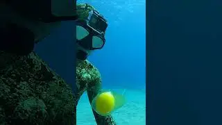 Diver Cracks Egg at 45 ft Deep 