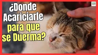 💝WHERE TO PET A CAT SO IT PURS AND FALLS ASLEEP? 💝