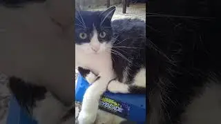 😺 😺 😺 😺 beyblade kitten 😺😺😺😺