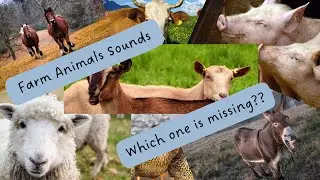 Farm animal sounds - 12 most know farm animals and their sounds