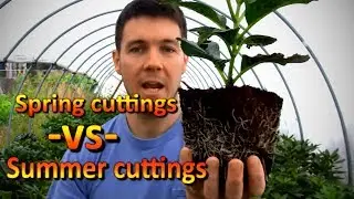 Hydrangea Rooted Cuttings Comparison | Spring vs Late Summer Propagation