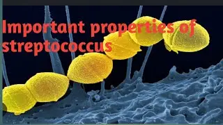 Streptococcus important properties | Microbiology from levinson