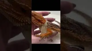 Person is safely removing shed that is ready to come off around bearded dragon's face!