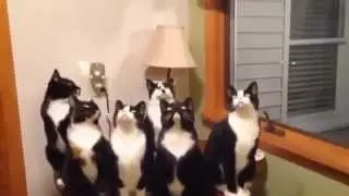 Funny Cats Being Awesome Compilation