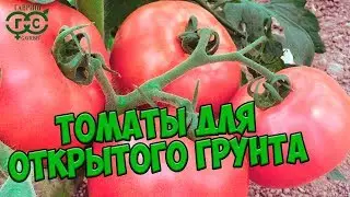 Семена томатов обзор 🍅 Лучшие сорта томатов для открытого грунта 🍅 семена ГАВРИШ