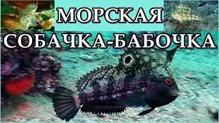 МОРСКАЯ СОБАЧКА-БАБОЧКА