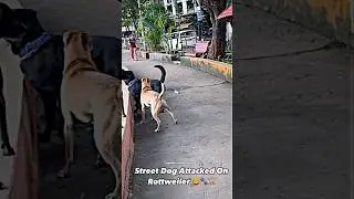 Street Dog Attacked On Rottweiler #dog #rottweiler #streetdog #shorts #shortsvideo #viralvideo