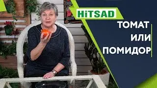 НЕ ПЕРЕПУТАЙТЕ 🍅 ТОМАТ И ПОМИДОР 🍅 В ЧЁМ РАЗНИЦА 🍅