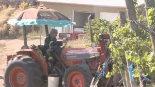 Wine Sense TV - Pinot:  Picking, Pruning and Pairing
