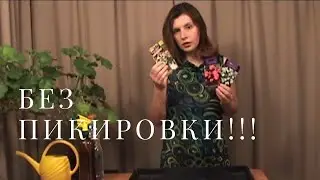 Самый простой способ выращивания бегонии из семян. Пикировка не нужна!!!