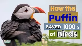 How Puffins Saved 1000's of Birds - Think like a puffin!