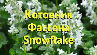 Котовник фассена СновФлак. Краткий обзор, описание характеристик nepeta faassenii Snowflake