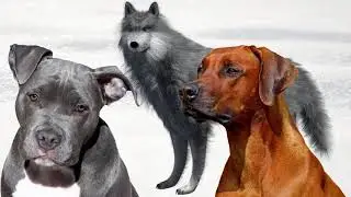 Post-conflict behavior of dogs and wolves. Interesting facts about animals