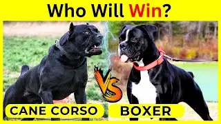 Cane Corso vs Boxer Real Fight Camparison 2024 | Which is Better?