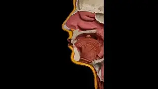 How We Swallow | Complete Anatomy