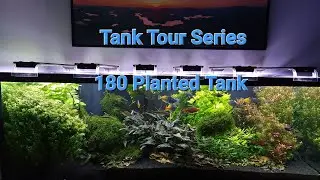 TANK TOURS - 180  Gallon Planted Tank -