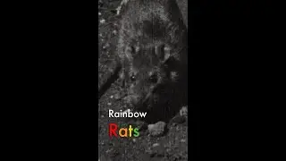 Rainbow Rats 