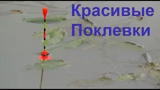 КРАСИВЫЕ ПОКЛЕВКИ-2. Рыбалка, Поплавочная удочка, Ловля на поплавок. Ловля карася