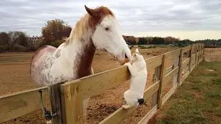 Cats and Horses have interactions too you know😂 😂Cute Animals videos