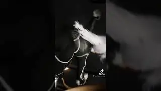 Каждый Хотел Себе Такую Кошечку / Момент С Игры / Человек Паук / Марвел