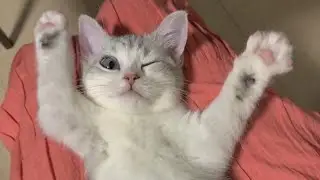 😂 Funniest Cats and Dogs Videos 😺🐶 || 🥰😹 Hilarious Animal Compilation №580