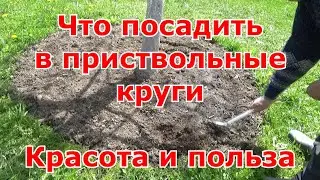 Что посадить в приствольные круги деревьев. Красота и польза одновременно.