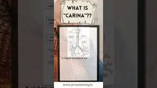 Carina #anatomy #medicalstudent #humananatomy #medical #education #anatomyvideos #humanbodyfacts