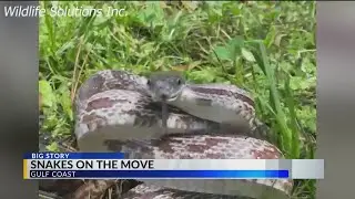 Dangerous and deadly snakes in South Baldwin County—what you need to know this summer