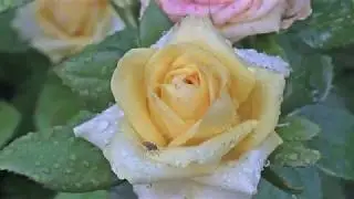 Flowers Footage Rose - Футаж садовые цветы Розы