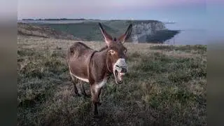 best 1 Hours of Donkey Sounds crazy donkeys