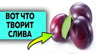 Об этом молчат врачи! Польза сливы для организма