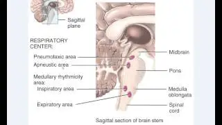 Chapter 23 - Control of Respiration