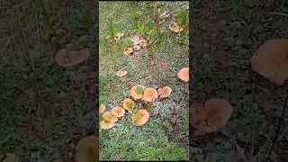Грибы рыжики с ума сошли, их много. 