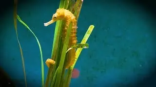 4K Seahorse