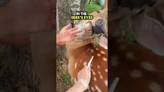 This Deer got Scratches from a lot of People ❤️